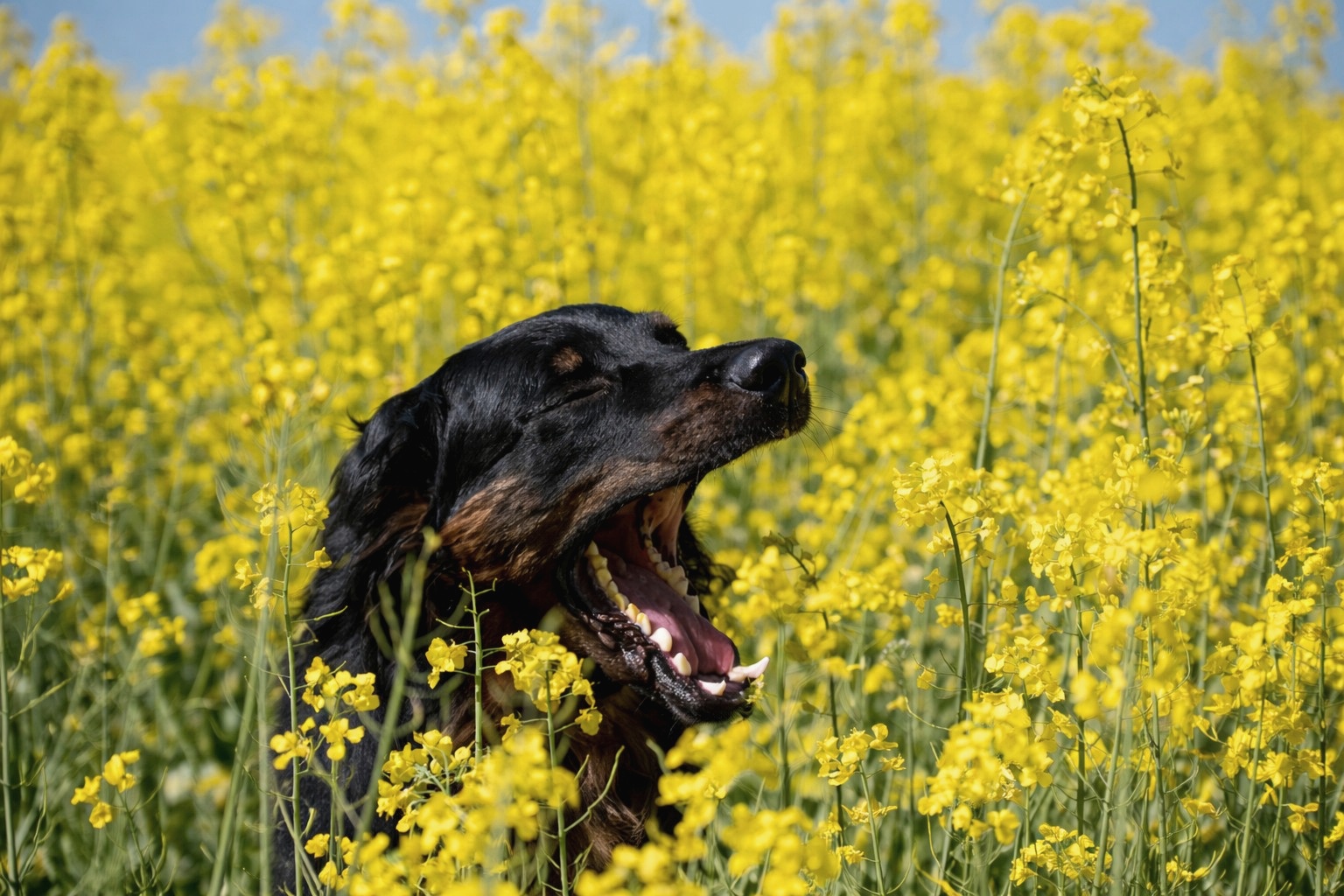 final_Serie wws 01_600 x 400_edel_neu